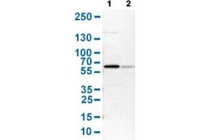 Western Blot analysis with HDAC2 polyclonal antibody . (HDAC2 antibody  (AA 415-488))