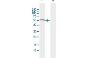 EIF2B3 antibody  (AA 1-452)