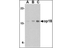 Western blot analysis of op18 in EL4 cell lysate with this product at (A) 0.