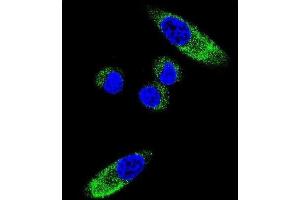 Immunofluorescence (IF) image for anti-Cytochrome P450, Family 1, Subfamily A, Polypeptide 1 (CYP1A1) antibody (ABIN3003618)