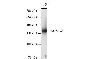 Western blot analysis of extracts of BxPC3 cells, using NOMO2 antibody (ABIN7268943) at 1:1000 dilution. (NOMO2 antibody  (AA 873-1222))