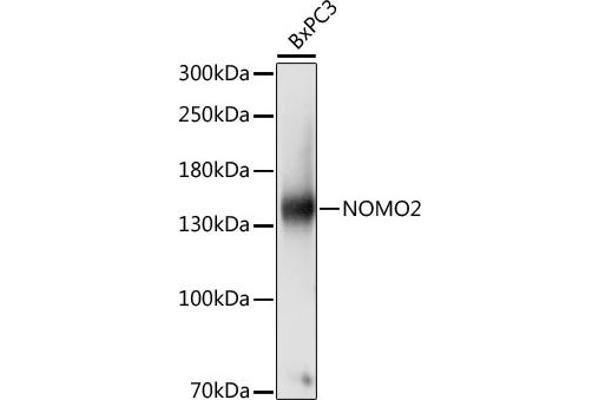 NOMO2 anticorps  (AA 873-1222)