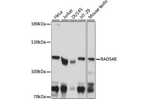 Western blot analysis of extracts of various cell lines, using RB antibody (ABIN7266815) at 1:1000 dilution. (RAD54B antibody  (AA 781-910))