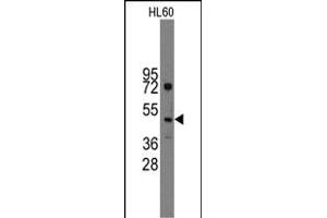 Western blot analysis of anti-Ihh Pab (R) in HL60 cell line lysates (35 μg/lane). (Indian Hedgehog antibody  (C-Term))