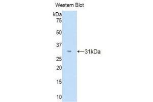 Western Blotting (WB) image for anti-Spondin 1 (SPON1) (AA 195-392) antibody (ABIN1176441)