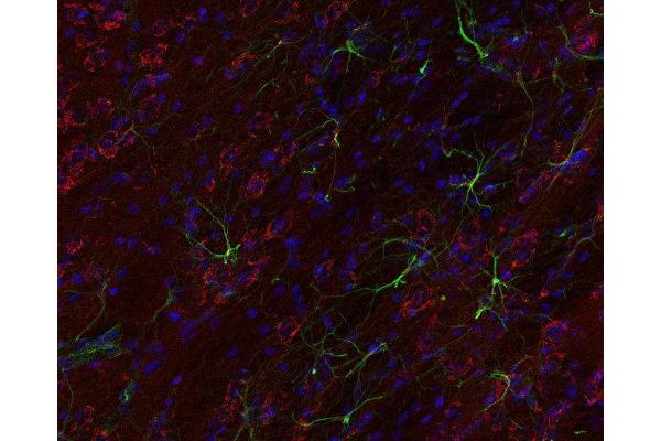 Golgin B1 (GOLGB1) antibody
