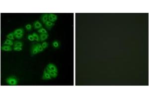 Immunofluorescence analysis of A549 cells, using GPR180 Antibody. (GPR180 antibody  (AA 241-290))