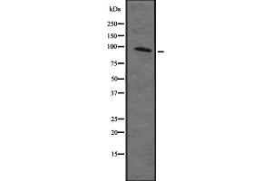 Western blot analysis of MAP4K2 Antibody expression in Ramos  cells lysates. (MAP4K2 antibody  (Internal Region))