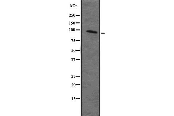 MAP4K2 antibody  (Internal Region)