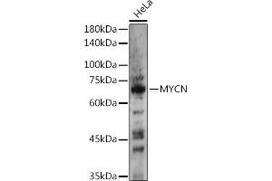 Western blot analysis of extracts of HeLa cells, using MYCN antibody (ABIN1680957, ABIN3015161, ABIN3015163 and ABIN6213865) at 1:500 dilution. (MYCN antibody  (AA 168-267))