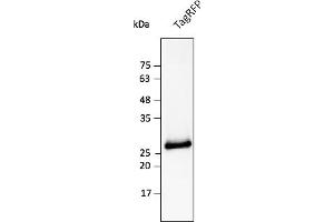 Western Blotting (WB) image for anti-TagRFP Fluorescent Protein antibody (ABIN7273101) (TagRFP Fluorescent Protein antibody)