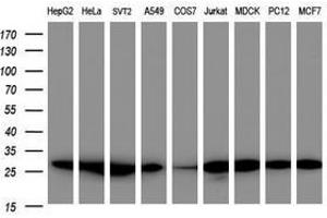 PSMA2 anticorps  (AA 50-234)