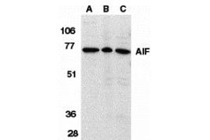 Western Blotting (WB) image for anti-Apoptosis-Inducing Factor, Mitochondrion-Associated, 1 (AIFM1) (Middle Region) antibody (ABIN1030846)