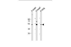All lanes : Anti-CX3CL1 Antibody (Center) at 1:1000-1:2000 dilution Lane 1: Human brain lysate Lane 2: Human heart lysate Lane 3: Human lung lysate Lysates/proteins at 20 μg per lane. (CX3CL1 antibody  (AA 272-306))