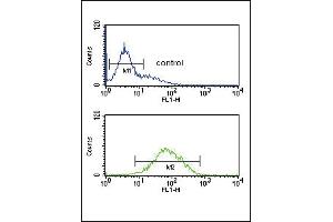 ANKH Antibody (C-term) (ABIN653697 and ABIN2843016) flow cytometric analysis of K562 cells (bottom histogram) compared to a negative control cell (top histogram). (ANKH antibody  (C-Term))