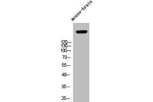 Western Blot analysis of mouse-brain cells using Versican Polyclonal Antibody (Versican antibody  (N-Term))