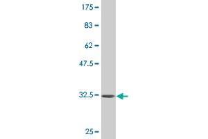 INPP4B antibody  (AA 1-53)