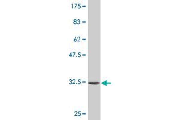 INPP4B antibody  (AA 1-53)