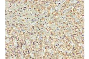 Immunohistochemistry of paraffin-embedded human adrenal gland tissue using ABIN7174711 at dilution of 1:100 (TMEM234 antibody  (AA 1-145))