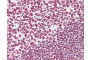 Anti-CELF2 / CUGBP2 antibody IHC staining of human tonsil. (CELF2 antibody  (AA 481-508))