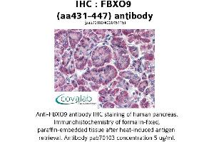 Image no. 1 for anti-F-Box Protein 9 (FBXO9) (AA 431-447) antibody (ABIN1734305) (FBXO9 antibody  (AA 431-447))
