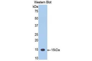 Western Blotting (WB) image for anti-Tumor Necrosis Factor (Ligand) Superfamily, Member 12 (TNFSF12) (AA 148-247) antibody (ABIN1860803) (TWEAK antibody  (AA 148-247))