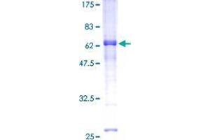 REM1 Protein (AA 1-298) (GST tag)