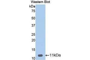 Western Blotting (WB) image for anti-Defensin, beta 1 (DEFB1) (AA 22-69) antibody (ABIN1174547) (beta Defensin 1 antibody  (AA 22-69))