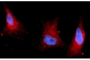 Immunofluorescence (IF) image for anti-Pyruvate Dehydrogenase Kinase 1 (PDK1) (AA 29-436), (Isoform 1) antibody (APC) (ABIN5565278) (PDK1 antibody  (Isoform 1) (APC))