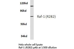 Western blot (WB) analysis of Raf-1 antibody in extracts from hela cells. (RAF1 antibody)