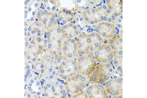 Immunohistochemistry of paraffin-embedded mouse kidney using PEX3 antibody (ABIN5975508) at dilution of 1/100 (40x lens). (PEX3 antibody)
