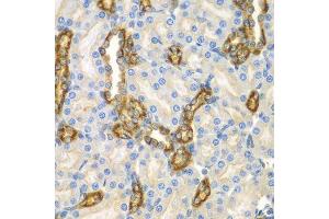 Immunohistochemistry of paraffin-embedded mouse kidney using CNPY3 antibody. (TNRC5 antibody  (AA 31-278))