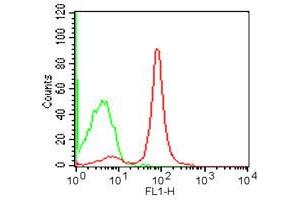 Flow Cytometry - Rat anti-MOUSE CD19 FITC Cell Surface Flow Cytometry of Rat anti-MOUSE CD19 antibody Fluorescein conjugated.