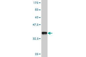 Western Blot detection against Immunogen (36. (FOXA2 antibody  (AA 363-457))