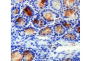 Used in DAB staining on fromalin fixed paraffin-embedded Intestine tissue (Annexin A2 antibody  (AA 1-339))