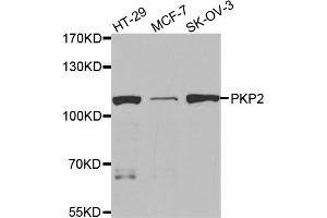 Western blot analysis of extracts of various cell lines, using PKP2 antibody. (Plakophilin 2 antibody)