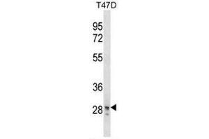 SNAI3 Antibody (N-term) western blot analysis in T47D cell line lysates (35µg/lane).