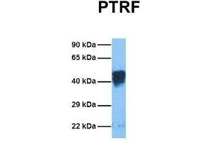 Western Blotting (WB) image for anti-Polymerase I and Transcript Release Factor (PTRF) (Middle Region) antibody (ABIN2779886)