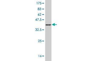 Western Blot detection against Immunogen (36. (FAM155B antibody  (AA 245-341))