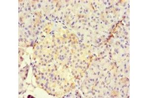 Immunohistochemistry of paraffin-embedded human pancreatic tissue using ABIN7165188 at dilution of 1:100