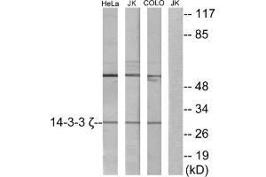 Western Blotting (WB) image for anti-14-3-3 zeta (YWHAZ) (Internal Region) antibody (ABIN1850150) (14-3-3 zeta antibody  (Internal Region))