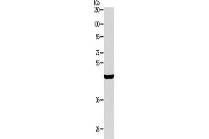 Western Blotting (WB) image for anti-AlkB, Alkylation Repair Homolog 1 (ALKBH1) antibody (ABIN2422379) (ALKBH1 antibody)