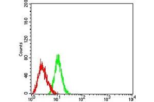Flow cytometric analysis of HL-60 cells using CD170 mouse mAb (green) and negative control (red). (SIGLEC5 antibody  (AA 17-230))
