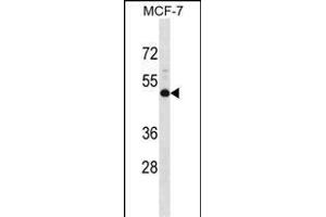 NMBR Antibody (N-term) (ABIN1538805 and ABIN2848503) western blot analysis in MCF-7 cell line lysates (35 μg/lane). (NMBR antibody  (N-Term))