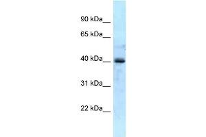WB Suggested Anti-GALK1 Antibody Titration: 1. (GALK1 antibody  (N-Term))