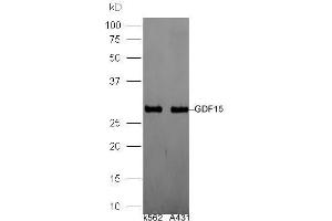 Lane 1: Human K562 lysates, Lane 2: Human A431 lysates probed with Rabbit Anti-GDF15/MIC-1 Polyclonal Antibody, Unconjugated  at 1:5000 for 90 min at 37˚C. (GDF15 antibody  (AA 221-308))