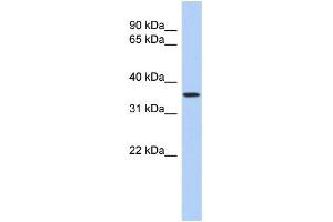 WB Suggested Anti-POLR3F Antibody Titration:  0. (POLR3F antibody  (N-Term))