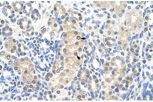 Immunohistochemical staining (Formalin-fixed paraffin-embedded sections) of human kidney with MCM7 polyclonal antibody . (MCM7 antibody  (AA 301-350))
