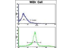 Flow cytometric analysis of widr cells using KLC1 Antibody (bottom histogram) compared to a negative control cell (top histogram). (KLC1 antibody  (AA 389-415))