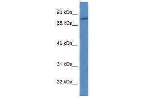 Western Blot showing FLYWCH1 antibody used at a concentration of 1. (FLYWCH1 antibody  (C-Term))